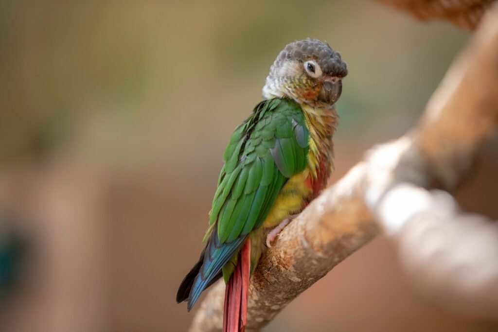 Top 5 reasons to choose a green cheek conure as your first exotic bird