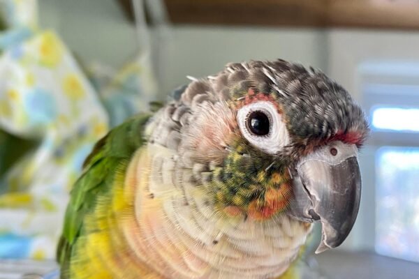Top 5 reasons to choose a green cheek conure as your first exotic bird