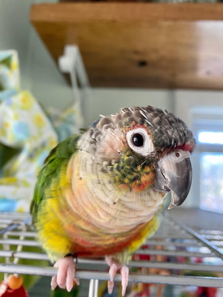 Top 5 reasons to choose a green cheek conure as your first exotic bird