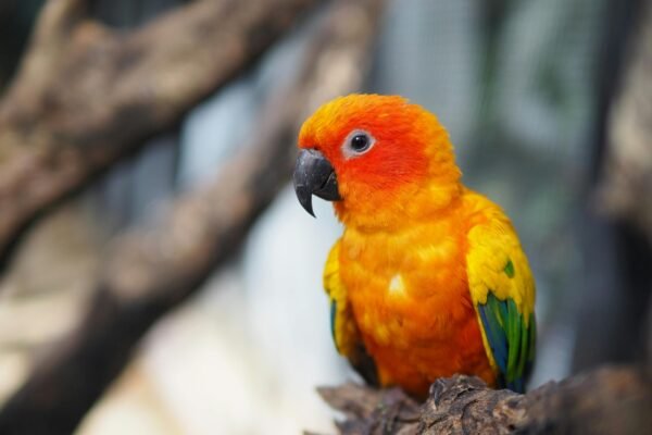 5 loudest conure species including Sun Conure, Nanday Conure and Jenday Conure