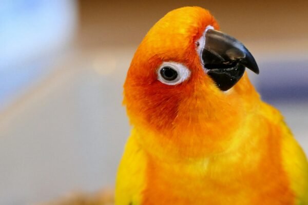 Sun Conure vs Jenday Conure showing the color differences between these two popular conure parrots