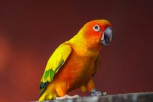 5 Things to Consider Before Buying a Sun Conure
