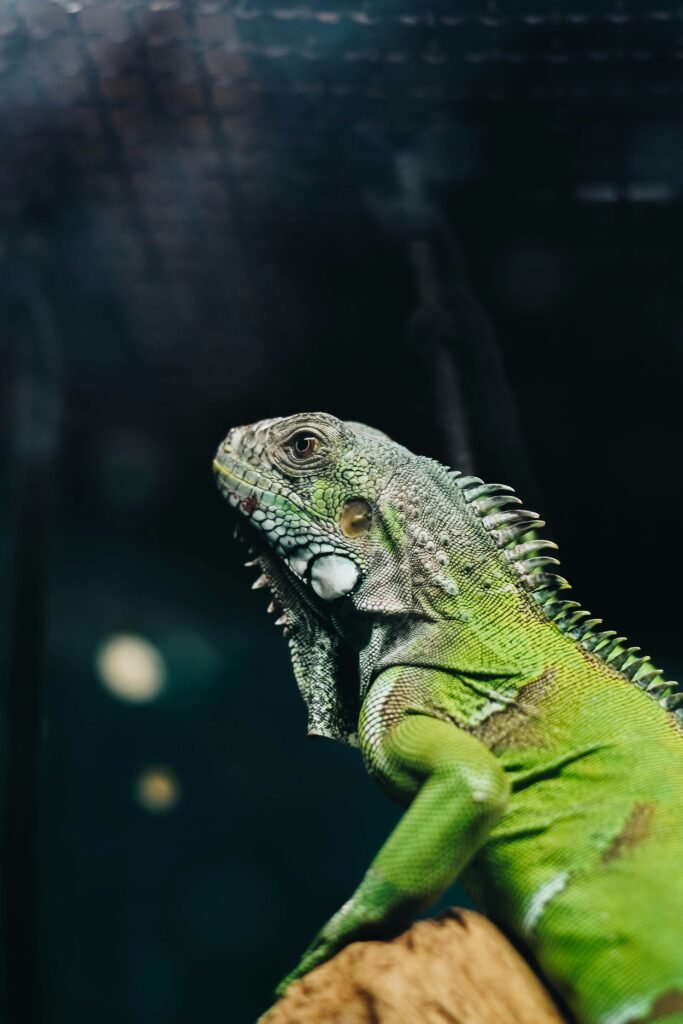 A Perfect Cage Setup Guide for Keeping Iguanas as Pets
