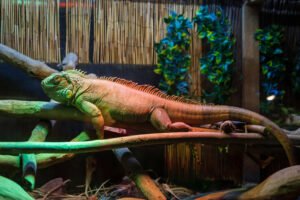 A Perfect Cage Setup Guide for Keeping Iguanas as Pets