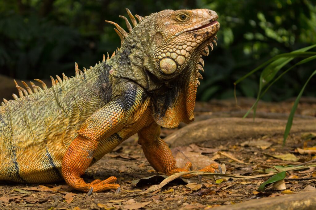 Are Iguanas Good Pets? Pros, Cons & Care Guide for Beginners