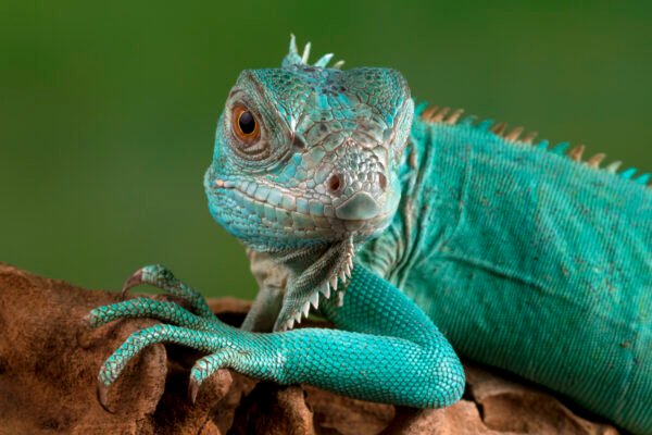 Are Iguanas Good Pets Pros, Cons & Care Guide for Beginners