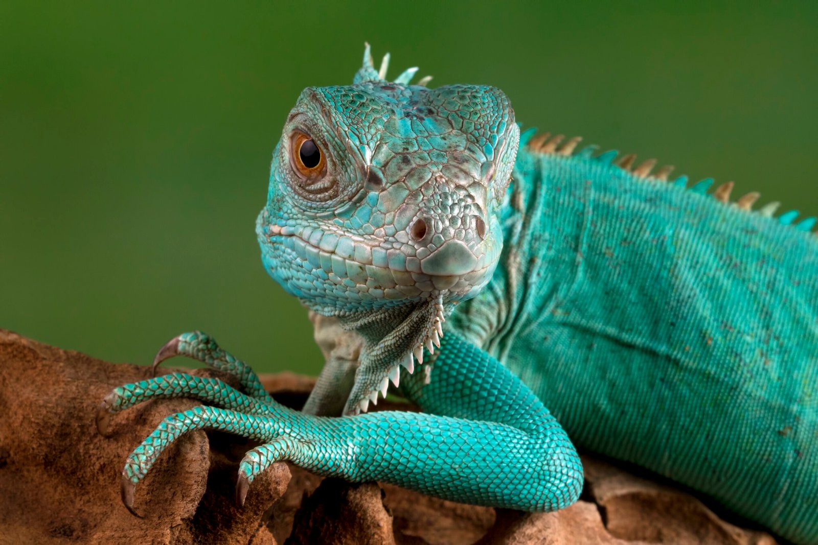 Are Iguanas Good Pets Pros, Cons & Care Guide for Beginners