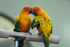 Best Diet for Sun Conures