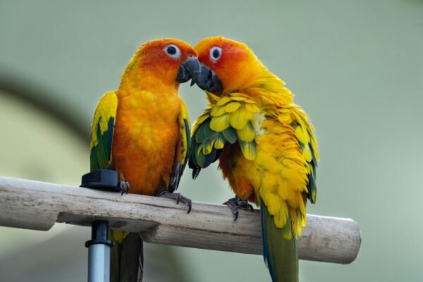 Best Diet for Sun Conures