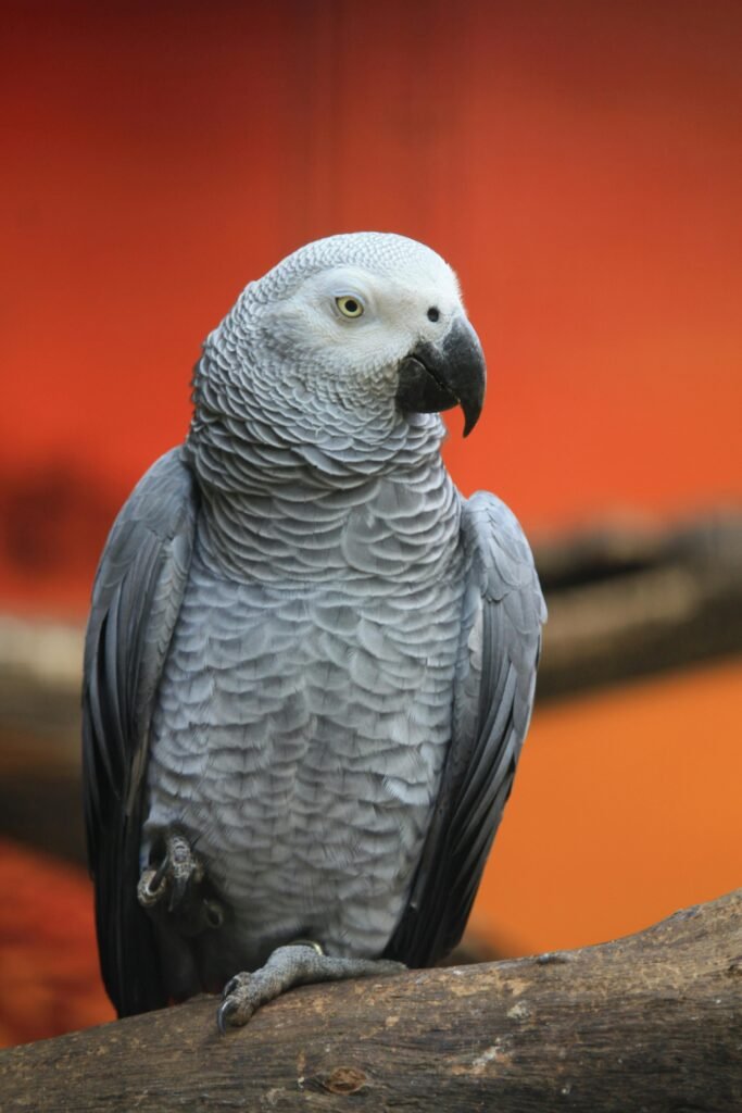 Congo Grey Parrot Price in India