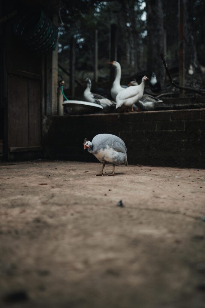 Guinea Fowl Colors in India