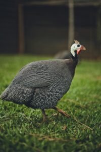 Guinea Fowl Farming in India