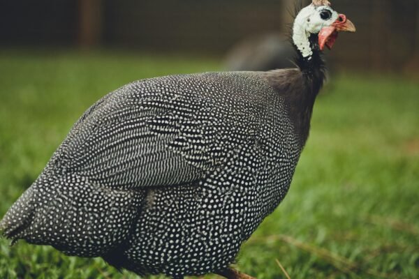 Guinea Fowl Farming in India