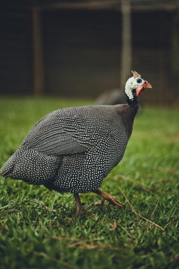 Guinea Fowl Farming in India