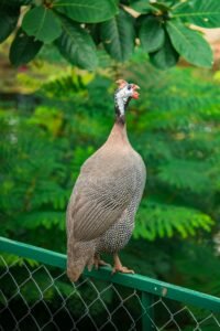 Guinea Fowl for Farm Security