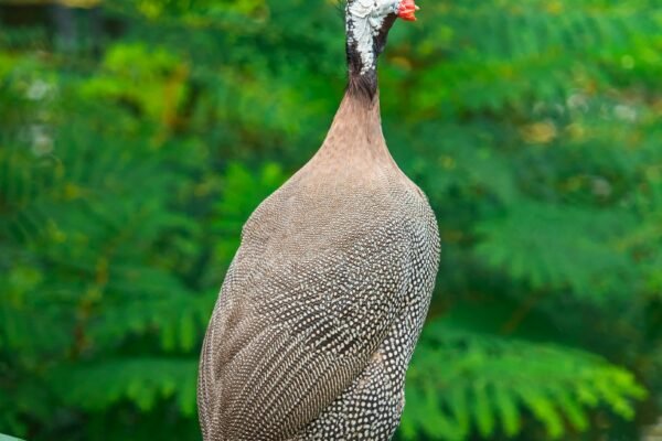 Guinea Fowl for Farm Security
