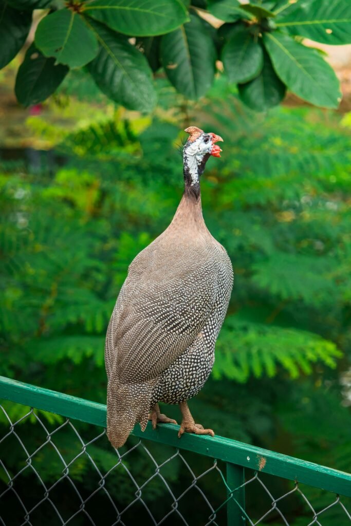 Guinea Fowl for Farm Security