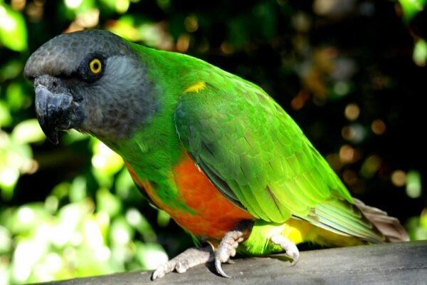 Senegal Parrot Breeding Guide for Beginners Cage Setup, Nest Box & Chick Care