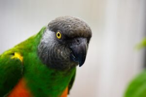 Senegal Parrot Care Guide for Beginners Everything You Need to Know