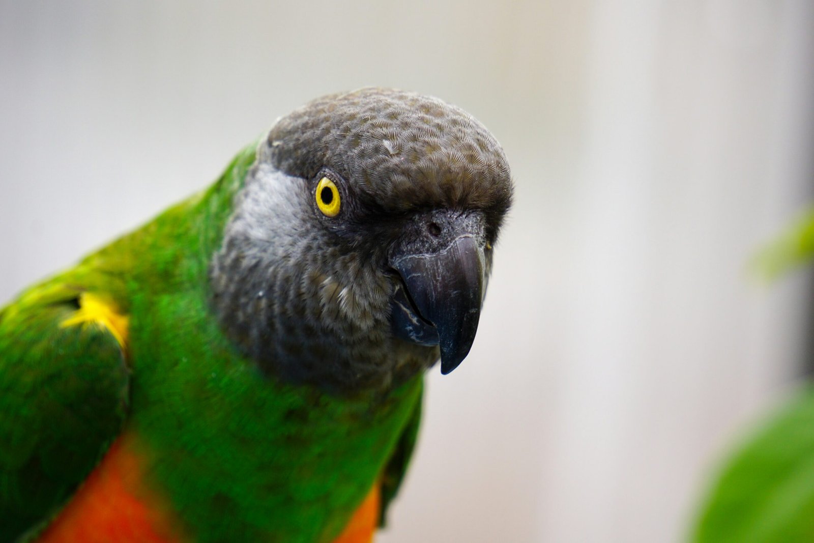 Senegal Parrot Care Guide for Beginners Everything You Need to Know