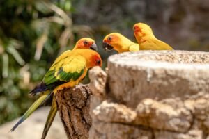 Summer Care for Sun Conures
