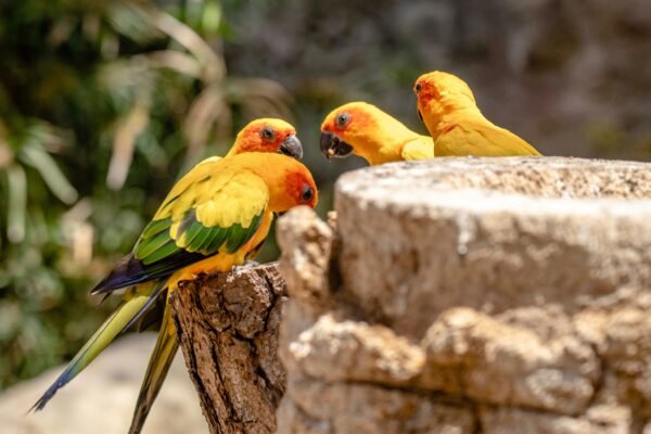 Summer Care for Sun Conures