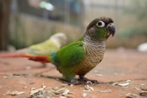 Why Green Cheek Conure is Becoming Popular in India