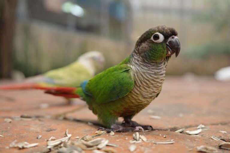 6 Reasons Why Green Cheek Conure is Becoming Popular in India