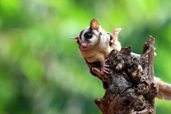 Are Sugar Glider Good Pets? Pros, Cons & Care Guide for beginners