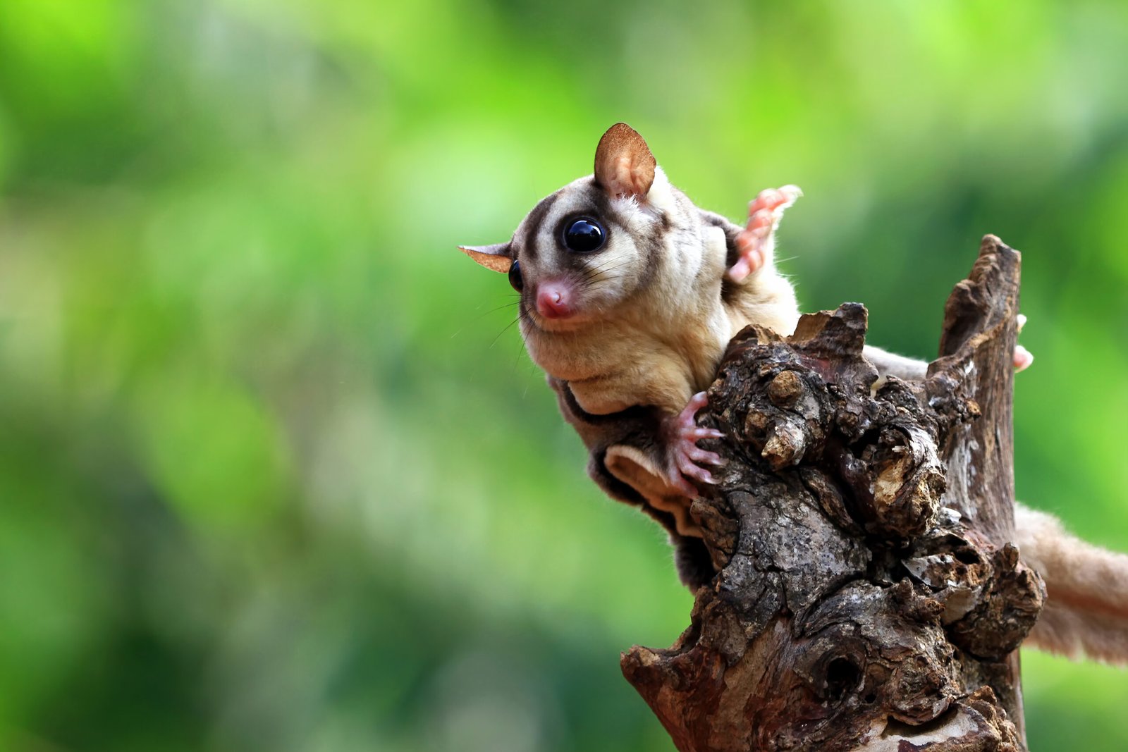 Are Sugar Glider Good Pets? Pros, Cons & Care Guide for beginners