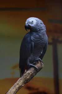Discover why Congo Grey Parrot is so popular in India.