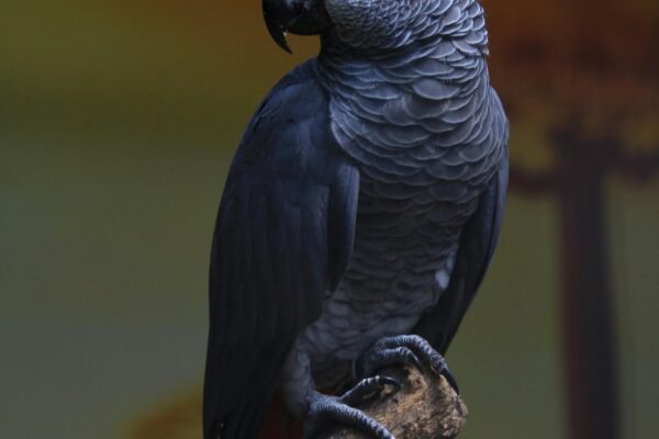 Discover why Congo Grey Parrot is so popular in India.